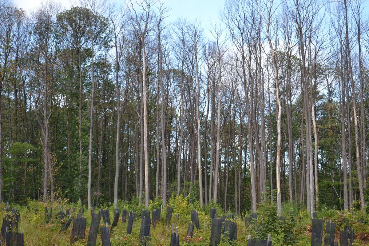 Plantons 1 890 arbres pour reconstituer la forêt de Montmorency !