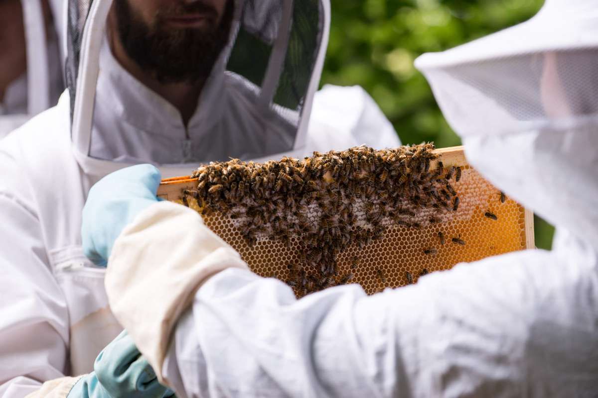 Une école d’apiculture douce et raisonnée pour former 32 apiculteurs à la rescousse des abeilles !