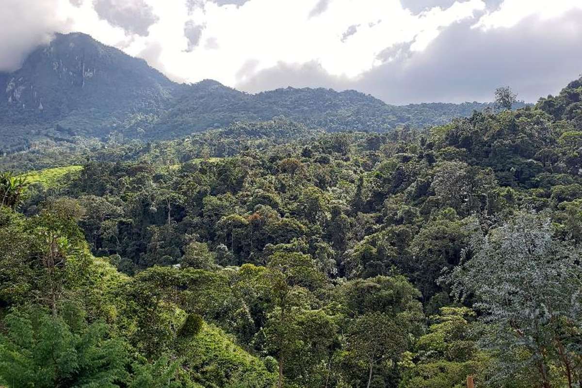 Préservons la biodiversité en Colombie grâce à une production du café plus durable !