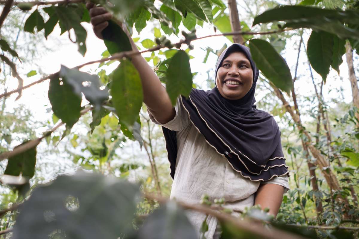 Plantons 3000 arbres pour soutenir les producteurs de café en Indonésie !