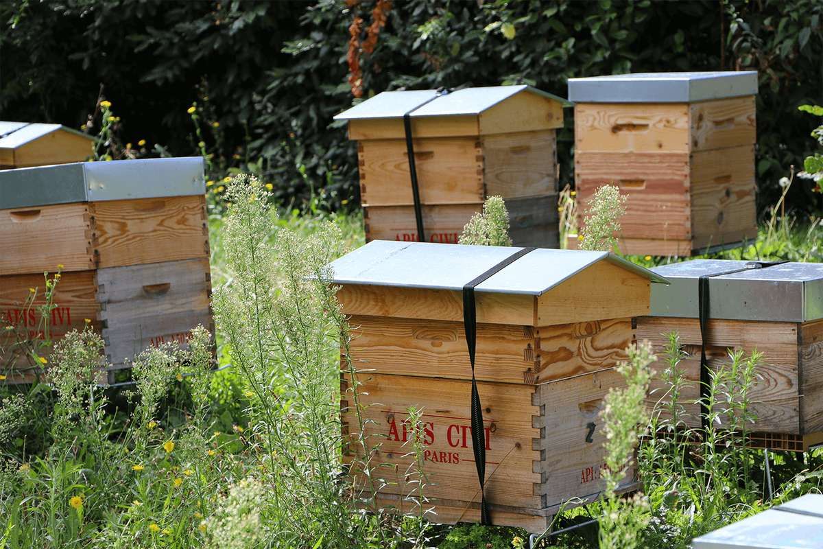 Créons une miellerie collaborative pour soutenir 30 apiculteurs amateurs dans leur pratique !