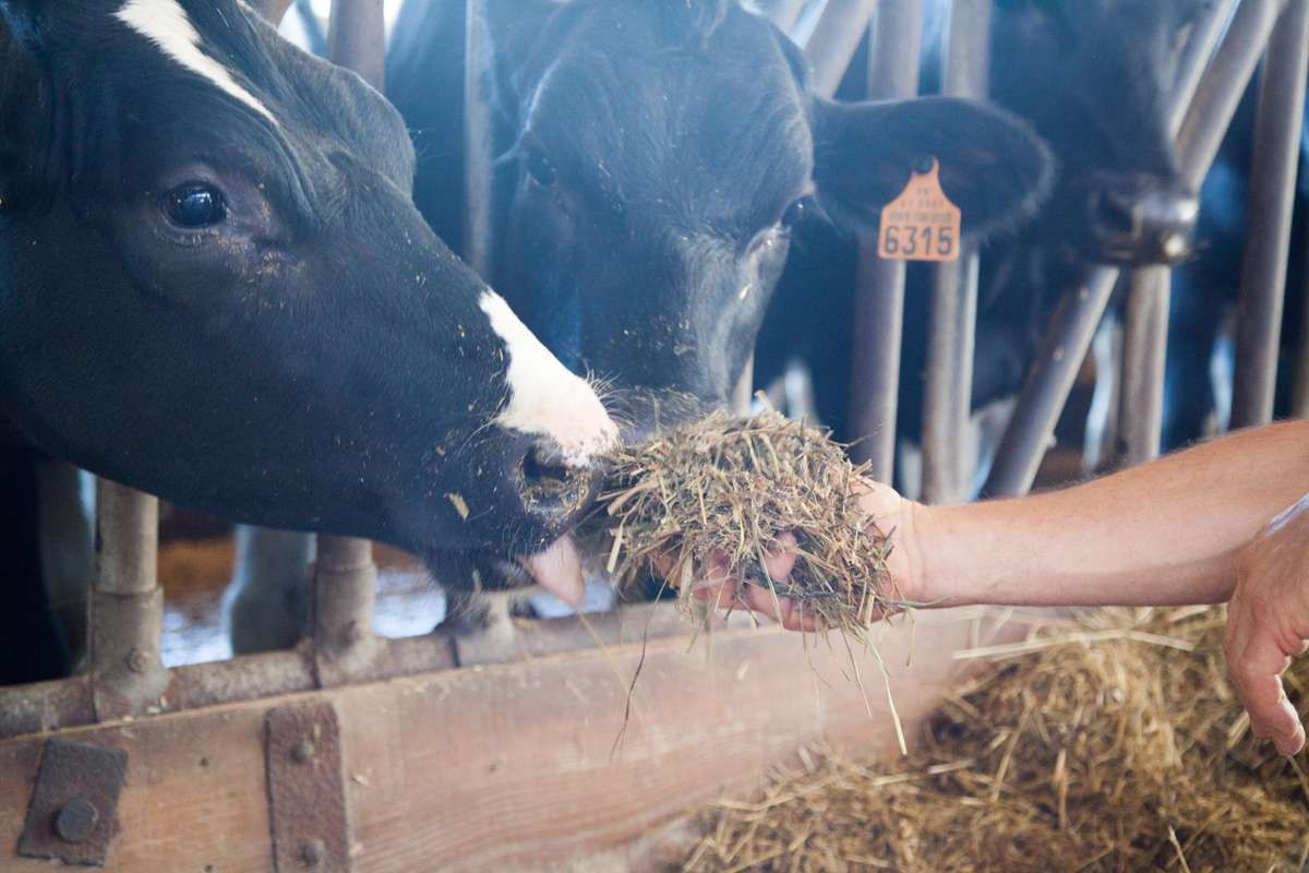 Formons 500 éleveurs bovins français aux pratiques agricoles responsables !