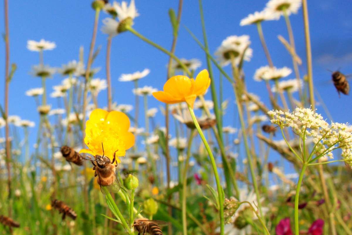 Semons 2 hectares de fleurs pour sauver les abeilles en leur redonnant un habitat naturel !