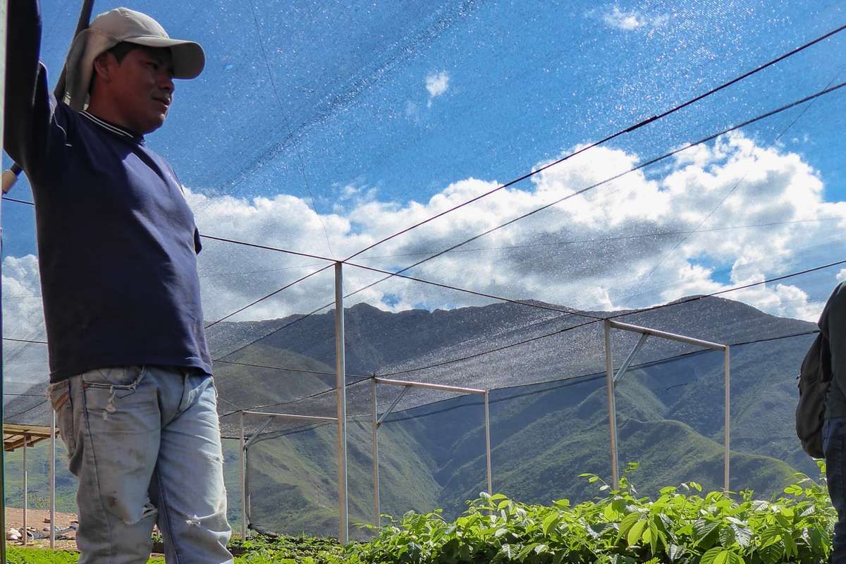 Développons des filières de commerce équitable pour 50 producteurs boliviens !