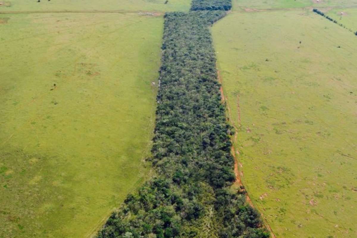 Plantons et protégeons 300 arbres pour préserver la forêt Atlantique au Brésil !