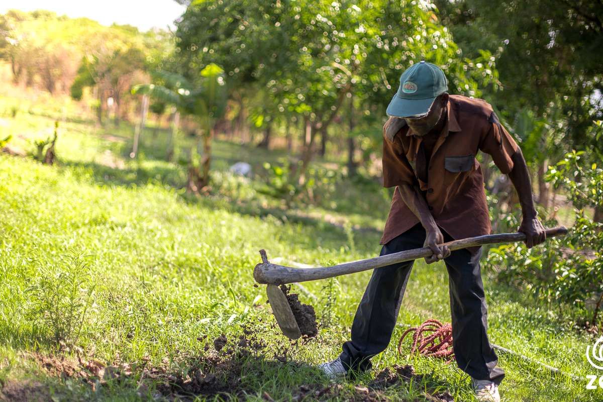 Soutenons l'économie locale grâce à la plantation de 4615 arbres en Zambie !