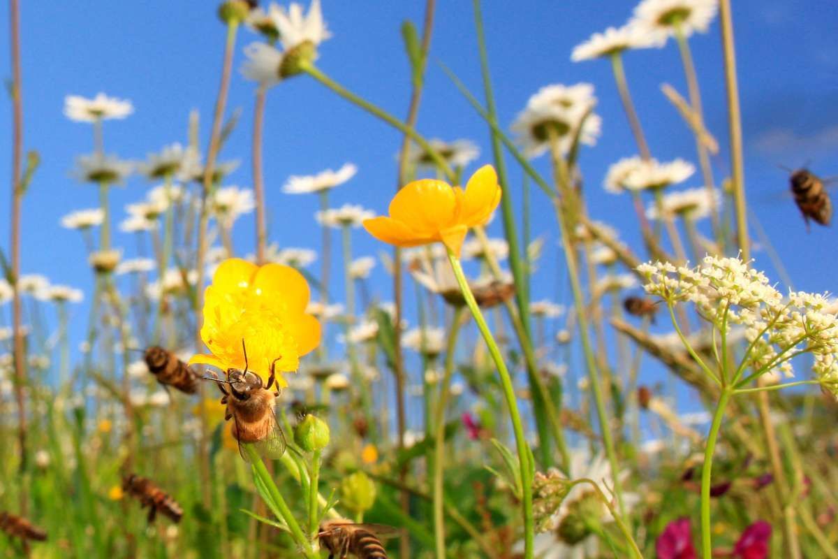 Semons 12 hectares de fleurs pour redonner un habitat naturel aux abeilles !