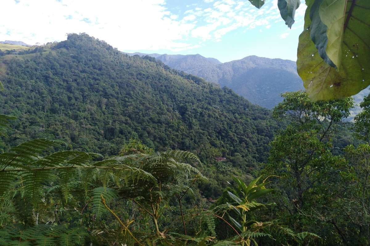 Préservons la biodiversité en Colombie grâce à une production du café plus durable !