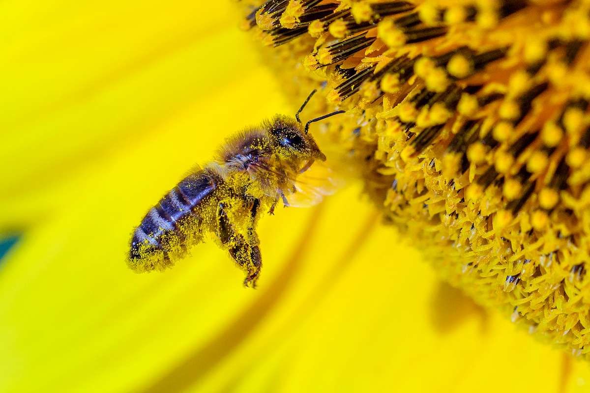 Semons 2 hectares de fleurs pour sauver les abeilles en leur redonnant un habitat naturel !