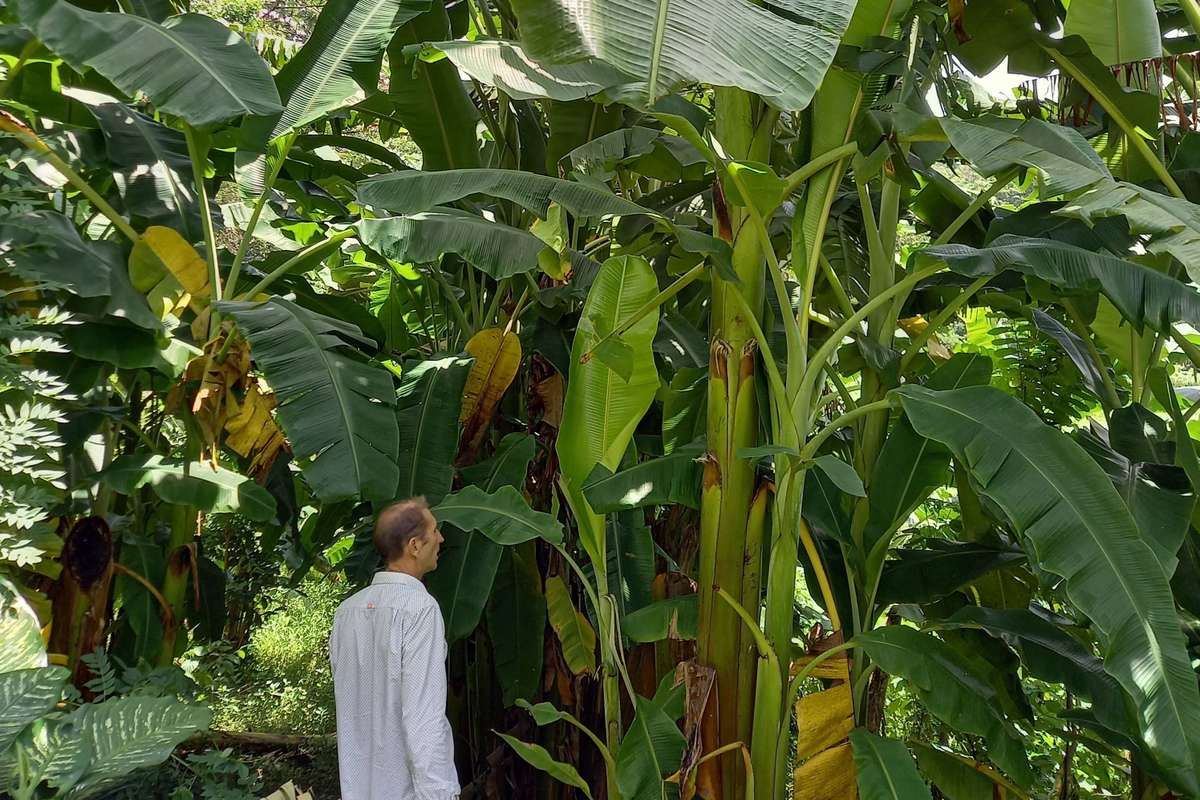 Plantons des arbres pour permettre l'autosuffisance alimentaire et la préservation des ressources naturelles !