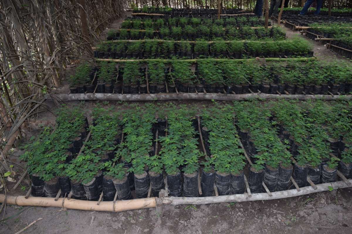 Plantons 30 000 arbres en Côte d'Ivoire pour protéger et restaurer les forêts où pousse le cacao !