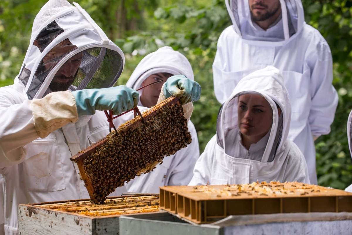 Une école d’apiculture douce et raisonnée pour former 32 apiculteurs à la rescousse des abeilles !