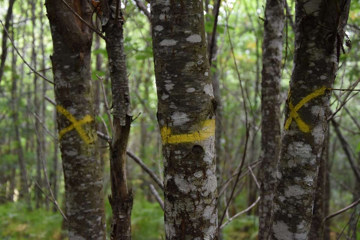 Plantons 1000 arbres et sensibilisons les familles détentrices de forêts privées à la biodiversité !