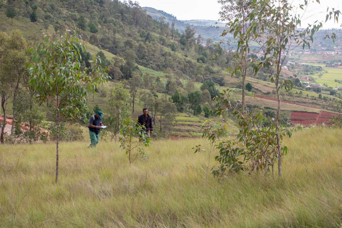 Accompagnons les communautés malgaches dans l'adaptation au changement climatique en plantant 9 000 arbres !