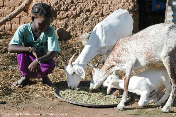 Kanuya et ses parents ont aujourd’hui quatre chèvres qui fournissent du lait nourrissant à la famille