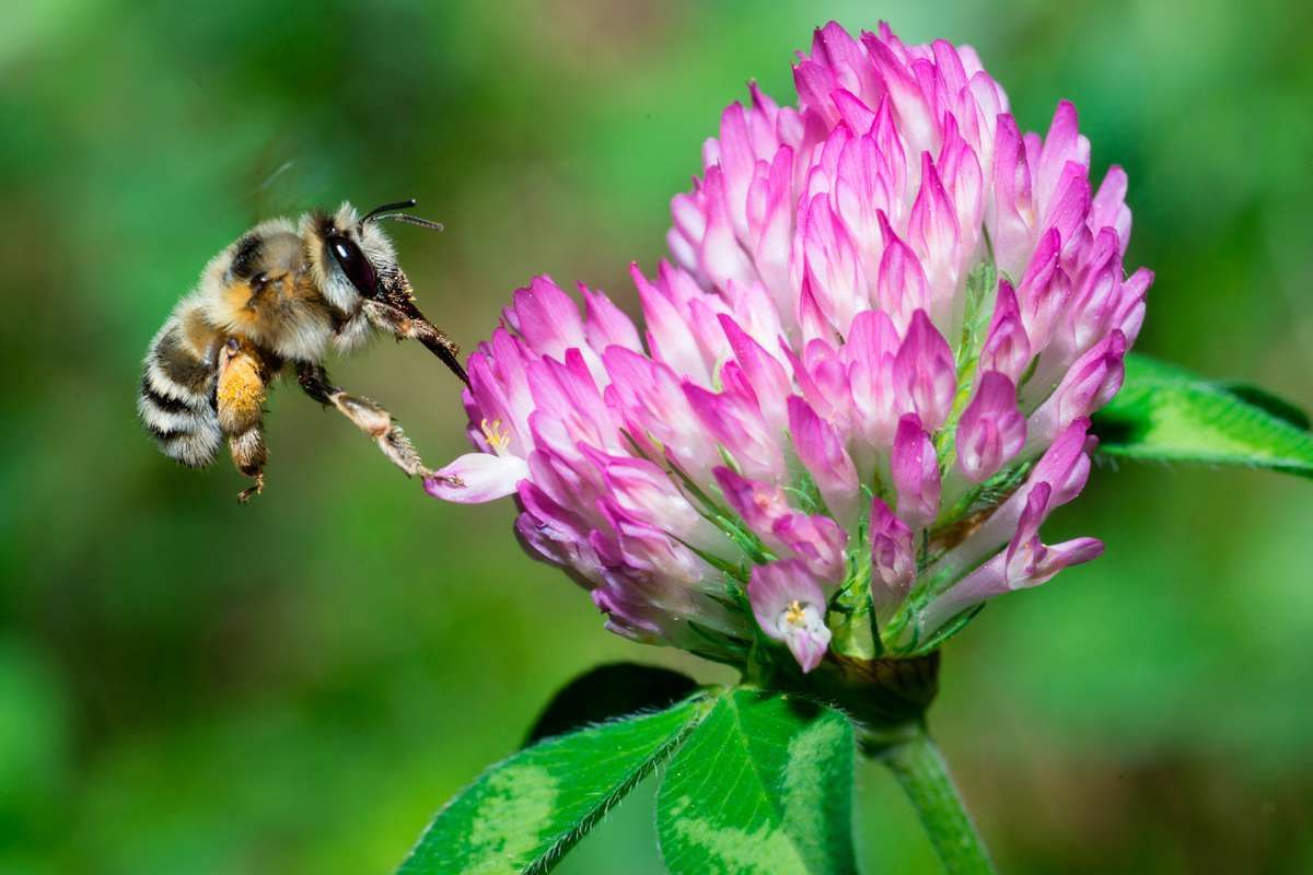 Semons 12 hectares de fleurs pour redonner un habitat naturel aux abeilles !