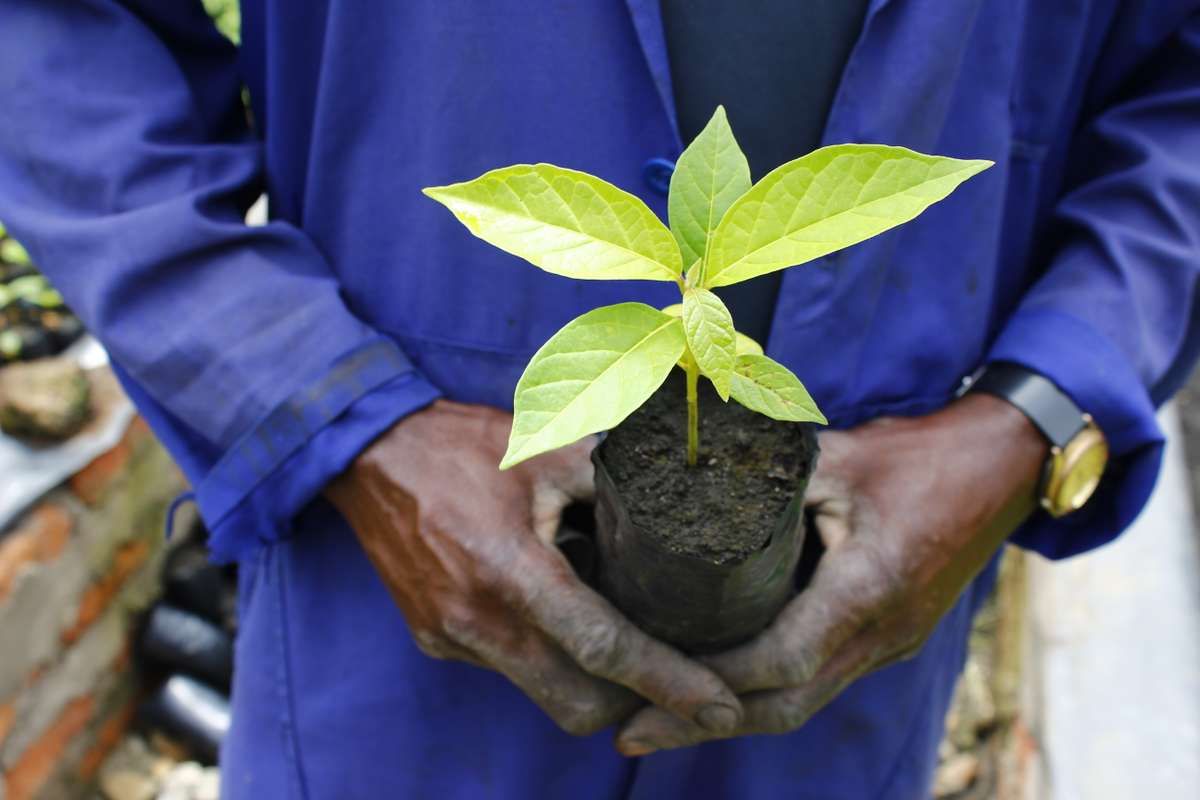 Soutenons la reforestation en Ouganda !