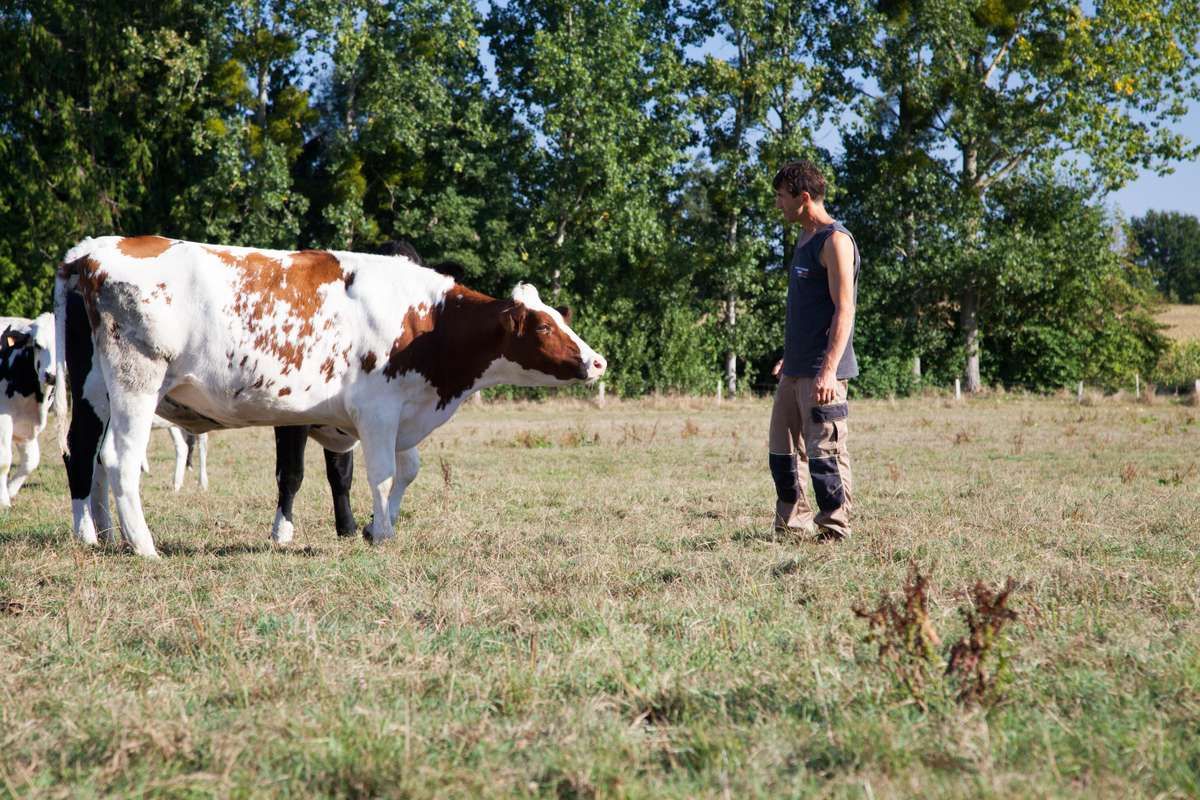 Formons 500 éleveurs bovins français aux pratiques agricoles responsables !