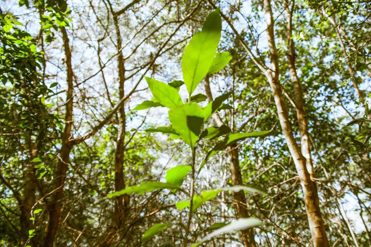 Plantons 556 arbres pour préserver la biodiversité du Brésil !