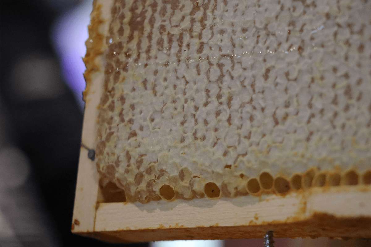 Créons une miellerie collaborative pour soutenir 30 apiculteurs amateurs dans leur pratique !