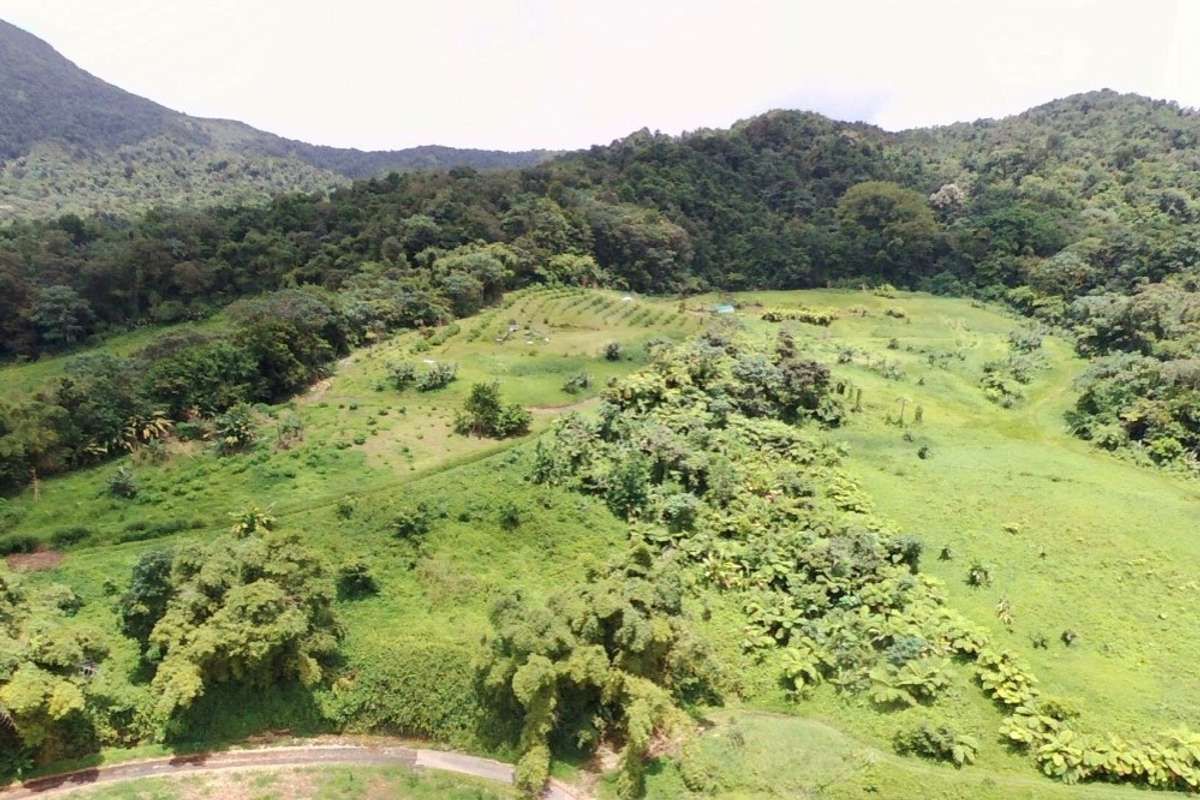 Plantons des arbres pour permettre l'autosuffisance alimentaire et la préservation des ressources naturelles !