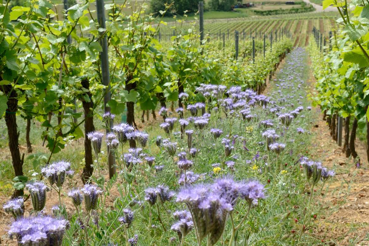 Projet - Accompagnons des coopératives agricoles vers une agriculture ...