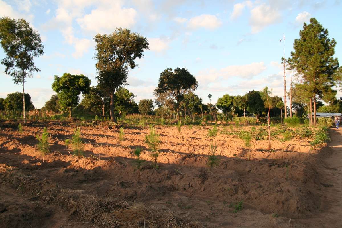 Soutenons l'économie locale grâce à la plantation de 4615 arbres en Zambie !